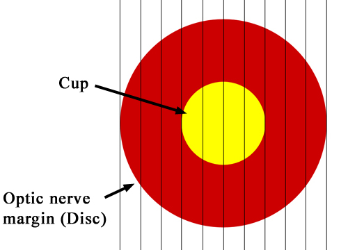 diagram dividing up the eye